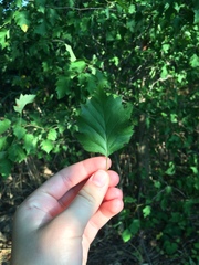 Crataegus pruinosa