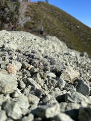 Lupinus albifrons