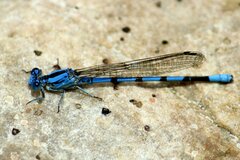 Argia agrioides