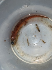 Pseudotriton montanus montanus