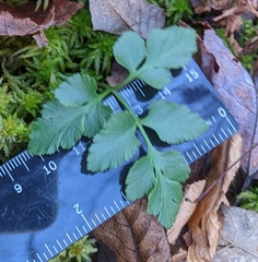 Sceptridium oneidense