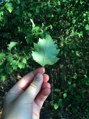 Crataegus pruinosa