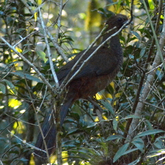 Ortalis squamata