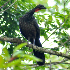 Penelope obscura