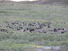 Onychoprion fuscatus