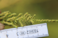 Eupatorium compositifolium