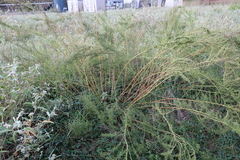 Eupatorium compositifolium
