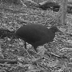 Crypturellus obsoletus