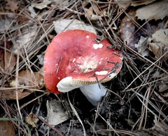 Russula cremoricolor