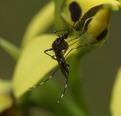 Aedes alboannulatus
