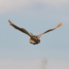 Rhynchotus rufescens