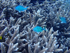 Chromis atripectoralis
