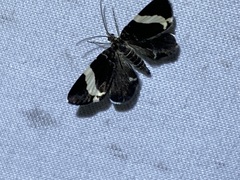 Trichodezia albovittata