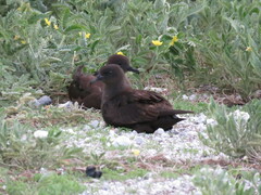 Puffinus nativitatis