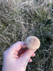 Agaricus incultorum