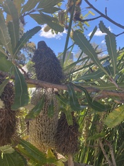 Banksia serrata