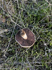 Agaricus incultorum