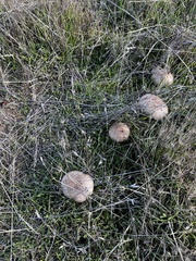 Agaricus incultorum