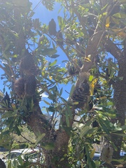 Banksia serrata