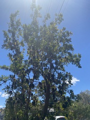 Banksia serrata