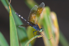 Erythrodiplax attenuata