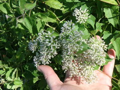 Mikania scandens