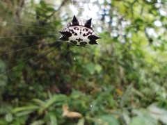 Gasteracantha kuhli