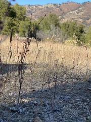Eriogonum gracile gracile