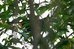 Ramphastos dicolorus