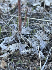 Eriogonum gracile gracile