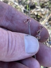 Eriogonum gracile gracile