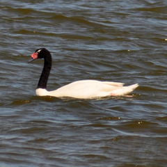 Cygnus melancoryphus