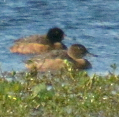 Heteronetta atricapilla