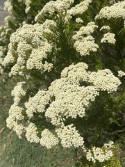 Ozothamnus diosmifolius