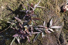 Dichanthelium implicatum