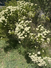 Ozothamnus diosmifolius