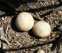 Cucurbita foetidissima