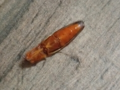 Semiotus serraticornis