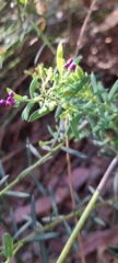Comesperma ericinum