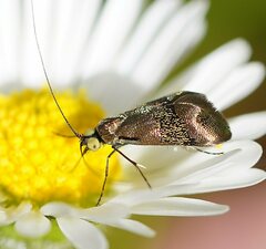 Nemophora