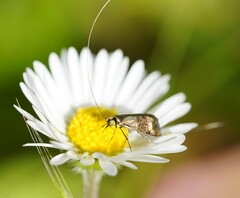 Nemophora