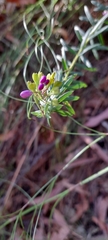 Comesperma ericinum