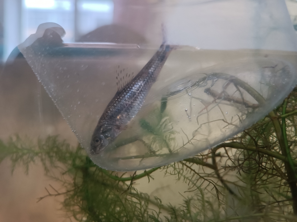 Pacific Gudgeon