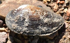 Unionidae