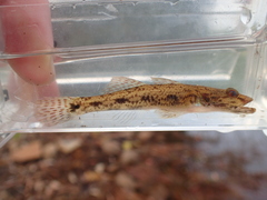 Glossogobius
