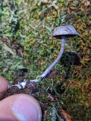Rhodocybe