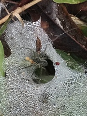 Pardosa pseudoannulata