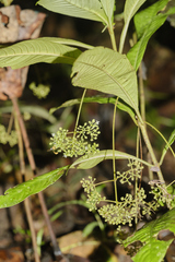 Psychotria
