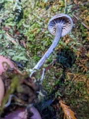 Rhodocybe
