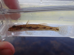 Glossogobius
